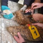 Potraga na Pešteri: Povrijeđena, gladna i promrzla, čeka spasioce, a njih pješačenje po snijegom zavejanom bespuću