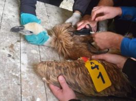 Potraga na Pešteri: Povrijeđena, gladna i promrzla, čeka spasioce, a njih pješačenje po snijegom zavejanom bespuću