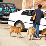 Psi lutalice uklonjeni sa pribojskih ulica