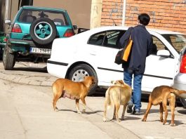 Psi lutalice uklonjeni sa pribojskih ulica