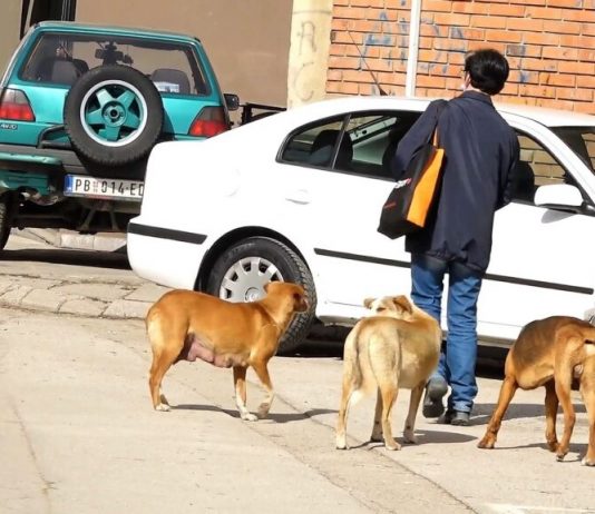 Psi lutalice uklonjeni sa pribojskih ulica