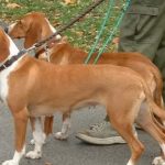 Nesvakidašnji slučaj kod Bijelog Polja – Ustrijeljena dva lovačka kera