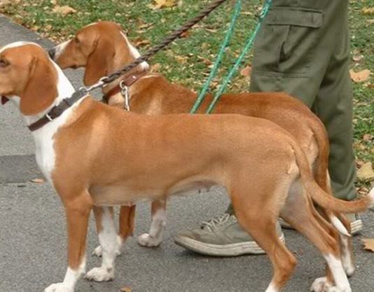 Nesvakidašnji slučaj kod Bijelog Polja – Ustrijeljena dva lovačka kera