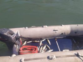 Pomor ribe u Limu kod Priboja