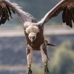 Pogledajte koliko su beloglavih supova snimili na putnom pravcu Sjenica – Nova Varoš (Video)