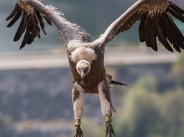 Pogledajte koliko su beloglavih supova snimili na putnom pravcu Sjenica – Nova Varoš (Video)