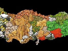 Turska poljoprivreda obara rekorde: Od izvoza lješnjaka zarada skoro 2 milijarde dolara