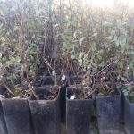 Aktuelna prodaja sadnica različitog drveća na tutinskoj pijaci