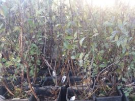 Aktuelna prodaja sadnica različitog drveća na tutinskoj pijaci