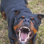 Sjenica: Pas pobjegao iz boksa, pa izujedao djevojčicu po glavi i tijelu