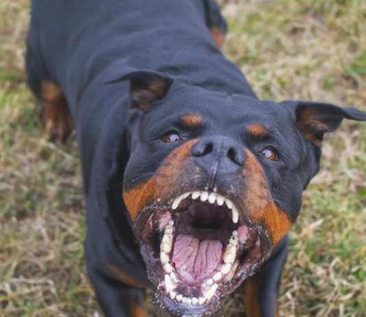 Sjenica: Pas pobjegao iz boksa, pa izujedao djevojčicu po glavi i tijelu