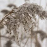 Uticaj snega na voćne kulture