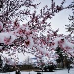 ”Zima” u aprilu: U Novom Pazaru danas snijeg prekrio behar