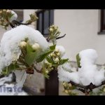 Snijeg nije izazvao veća oštećenja na voću – Opasnost preti od mraza