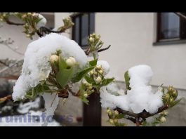 Snijeg nije izazvao veća oštećenja na voću – Opasnost preti od mraza