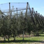 Za podršku zadrugama u ovoj godini izdvojeno 500 miliona dinara