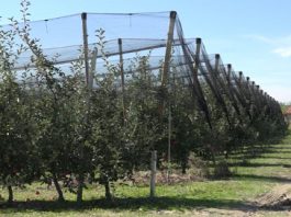 Za podršku zadrugama u ovoj godini izdvojeno 500 miliona dinara
