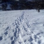 Nova Varoš / Mečka iz hambara odvukla džak kukuruza