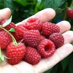 Malinarima će ovo biti jedna od najboljih godina- Veća otkupna cena ali veće i dnevnice berača