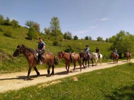Pavinopoljac Ilija Rmandić ljubav prema konjima pretočio u zanimljiv porodični posao (video)