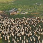 Najveće stado ovaca na Balkanu: Kurtagići čuvaju preko hiljadu grla