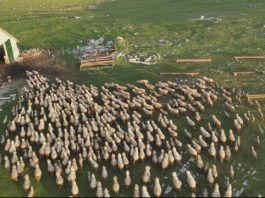 Najveće stado ovaca na Balkanu: Kurtagići čuvaju preko hiljadu grla