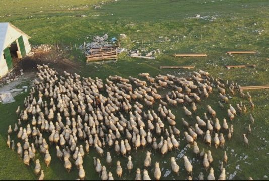 Najveće stado ovaca na Balkanu: Kurtagići čuvaju preko hiljadu grla