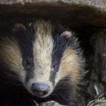 Novovarošane uplašili nezvani gosti – Jazavci špartaju centrom grada