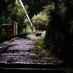 Zbog pojave jazavaca uznemireni mještani