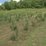 Šipurak novo blago novopazarskih sela