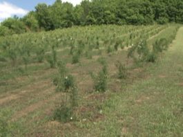 Šipurak novo blago novopazarskih sela