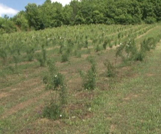 Šipurak novo blago novopazarskih sela