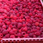 Otkupna cijena malina porasla na 6,45 KM