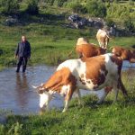 Opština Nova Varoš subvencioniše veštačko osemenjavanje krava