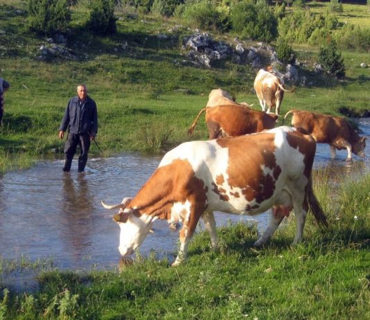 Opština Nova Varoš subvencioniše veštačko osemenjavanje krava