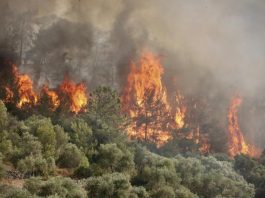 Pakdemirli: Pod kontrolom 217 od 223 požara koja su izbila u 47 provincija