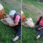 Nani Semki Šabić uginula krava, dobri ljudi pritekli u pomoć