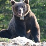 Medved Zarko markiran na Jadovniku