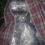 Policija pronašla i zaplijenila 120 kg marihuane kod Rožaja