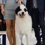 Bosanski tornjak po imenu Sevdah postao svjetski prvak u svojoj kategoriji na izložbi u Češkoj