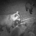 Mečka sa tri mečeta upala na hranilište kod Nove Varoši, nisu izašle dok i zadnje zrno kukuruza nisu pojele