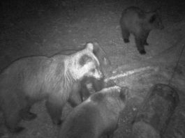 Mečka sa tri mečeta upala na hranilište kod Nove Varoši, nisu izašle dok i zadnje zrno kukuruza nisu pojele