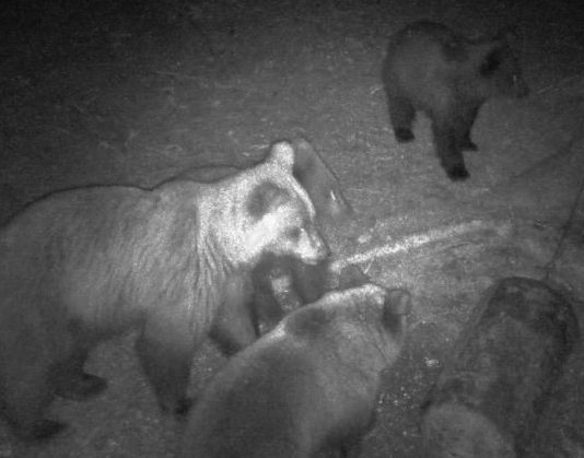 Mečka sa tri mečeta upala na hranilište kod Nove Varoši, nisu izašle dok i zadnje zrno kukuruza nisu pojele