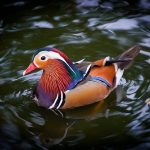 Neobična patka “mandarinka” nastanila se na gradskoj plaži u Bihaću