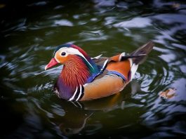 Neobična patka “mandarinka” nastanila se na gradskoj plaži u Bihaću