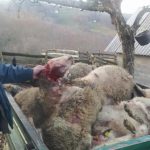 Krvavi pir pasa lutalica – Kod Priboja zaklali 20 ovaca