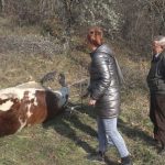 Kome smetaju krave na livadi: Nepoznata osoba u blizini manastira Uvac iz pištolja upucala bika i ranila junicu