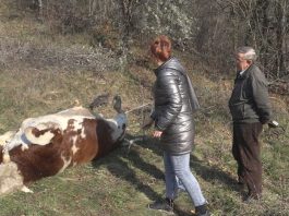 Kome smetaju krave na livadi: Nepoznata osoba u blizini manastira Uvac iz pištolja upucala bika i ranila junicu