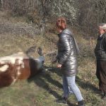 Krivična prijava zbog ubistva bika i ranjavanje junice: Okrivljeni navodno pucao u životinje jer su mu pravile štetu