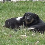 Psi lutalice – problem za koji u Novom Pazaru godinama niko ne može naći rješenje